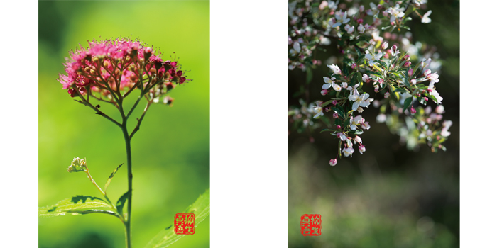 やぎゅうしんご森のポストカード「木の花」